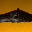 5.jpg Toni - radioactive sea snail