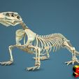komodo-dragon-skeleton-3d-model-obj-fbx-stl-2.jpg Komodo Dragon Skeleton 3D printable Model