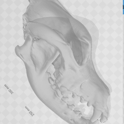 Cranio direito.png Rodhesian Skull