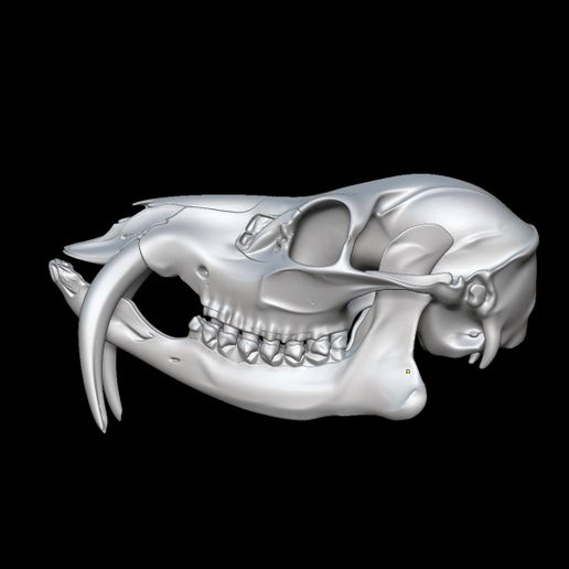 bandicam-2026-02-08-13-51-16-486.jpg CHINESE WATER DEER SKULL
