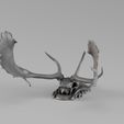 Render_01_030024.jpg 001731 Fallow Deer Skull – Raw 3D Scan