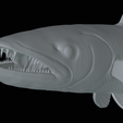 Barracuda-huba-trophy-22.png fish great barracuda statue detailed texture for 3d printing
