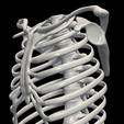 1.png 3D Model of Ribs Cage