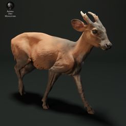 muntjac_3.jpg 3D file Muntjac Deer・3D printing design to download