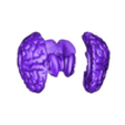 whole human brain_stl.stl 3D Model of Brain with Cerebellum and Brain Stem