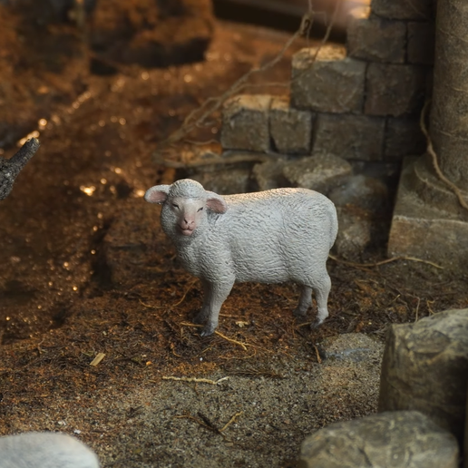 Sheep Goat 03