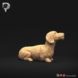 Dachshund-Miniature-Wire-Haired-Pose-08-Dog-3D-Print-2s.jpeg Dackel Miniatur Drahthaar Pose 08