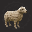 ewe_0.png Sheep Family
