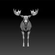 moo2.jpg Eurasian Elk  - aka -Moose - Acles