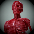 Untitled_Viewport_016.png Human anatomy Human anatomy ready to print Halloween Pumpkin