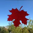 Foto_display_large.jpg Maple_Leaf