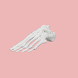 2.png SKELETON OF THE LEFT FOOT 3d SEGMENTED MODEL