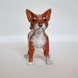 5C4437D4-A37D-4BB8-80D5-88B637350B54.jpg Terrier