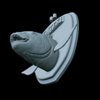 Dentex-head-trophy-40.png fish head trophy Common dentex / dentex dentex open mouth statue detailed texture for 3d printing