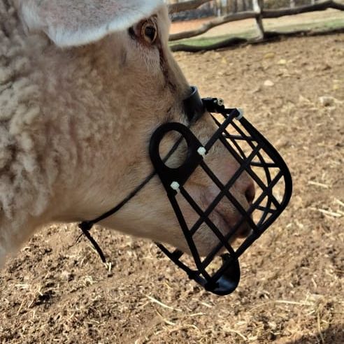 Sheep muzzle best sale