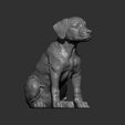 puppy-rhodesian-ridgeback-sitting13.jpg Puppy rhodesian ridgeback sitting 3D print model