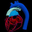 3.png 3D Heart Anatomy with Codominance