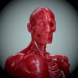 Untitled_Viewport_010.png Human anatomy Human anatomy ready to print Halloween Pumpkin