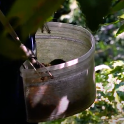 Screen Shot 2020-10-02 at 4.25.25 PM.png Coffee picking basket