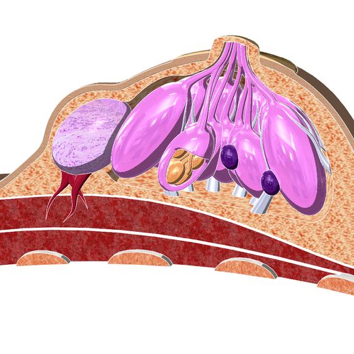 Box Office Star Wars Rogue One