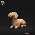 Dachshund-Wire-Haired-Pose-08-Dog-3D-Print-9s.jpeg Dachshund Wire Haired Pose 08