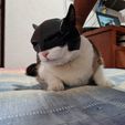 BATCAT HELMET