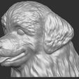 11.jpg Puppy of Bernese Mountain Dog head for 3D printing
