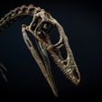 compsognatus-9-1.jpg Compsognatus life size skeleton