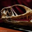 caelestiventus8.jpg Caelestiventus hanseni pterosaur skull