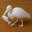 White-Stork-Catching-Fish.jpg White Stork Catching Fish