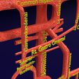 PS0048.jpg Human arterial system schematic 3D
