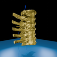0001.png 逼真的胸椎与肋骨 3D 可打印解剖模型