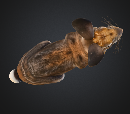 R5.png Wildkaninchen