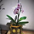 IMG_2523.jpg Special Orchid Modulable #1 life symbols