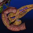 hepato-biliary-tract-pancreas-gallbladder-3d-model-blend-21.jpg Hepato biliary tract pancreas gallbladder 3D model
