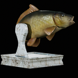 Carp-trophy-statue-7.png fish carp / Cyprinus carpio in motion trophy statue detailed texture for 3d printing