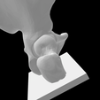 Screen-Shot-2023-02-03-at-4.21.47-PM.png Hip Joint with Right Humerus and Sacrum Anatomical Model for 3D printing with Stand