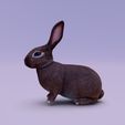 e4b86f5d-6fbf-4b29-abf5-bb43ed4fb896.jpg rabbit rabbit