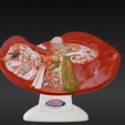 1.png 3D Spleen, Pancreas and Duodenum Anatomy Model