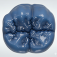 NiceBlue.png Lower First Molar - 2 Sculpts - Free