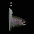 Rainbow-trout-solo-model-open-mouth-1-8.png fish head trophy rainbow trout / Oncorhynchus mykiss open mouth statue detailed texture for 3d printing