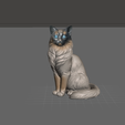 Balinese-Cat-01.png Balinese cat