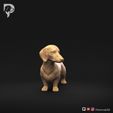 Dachshund-Smooth-Haired-Pose-03-Dog-3D-Print-1s.jpeg Teckel à poil lisse Pose 03