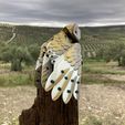 IMG_8798.jpg Barn Owl (Tyto alba)