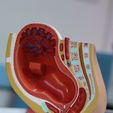 WhatsApp-Gorsel-2025-08-02-saat-12.44.06_ed39d2a1.jpg Anatomy Model of Pregnancy Pelvis
