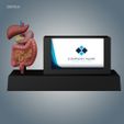 Porta-Tarjeta.jpg Card Holder -Gastrointestinal System