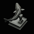 coalfish-open-mouth-statue-box-63.png COALFISH / POLLACHIUS VIRENS trophy with storage space for 3d printing