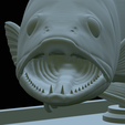 zander-statue-4-mouth-open-52.png fish zander / pikeperch / Sander lucioperca open mouth statue detailed texture for 3d printing