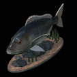 Dentex-statue-1-23.png fish Common dentex / dentex dentex statue underwater detailed texture for 3d printing