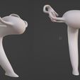 28.jpg 3D Model of Female Reproductive, Urinary System, Hip and Sacrum